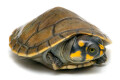 Podocnemis unifilis juvenil female